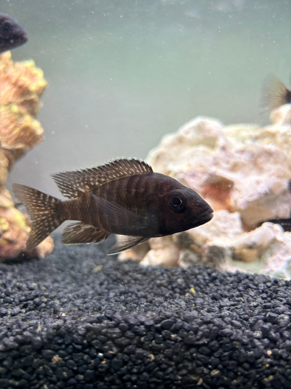 Benga Pauwoogcichlide (Aulonocara baenschi), Vis
