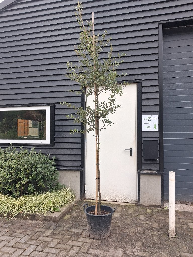 Quercus ilex / steeneik (hoogstam!) €75,-