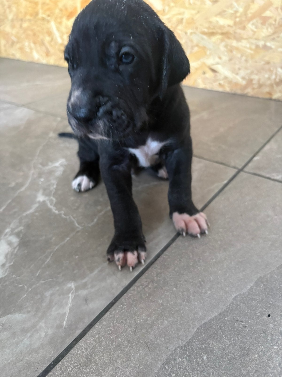 Duitse dog pups, Overige rassen, 8 tot 15 weken, Meerdere dieren, Eén hond