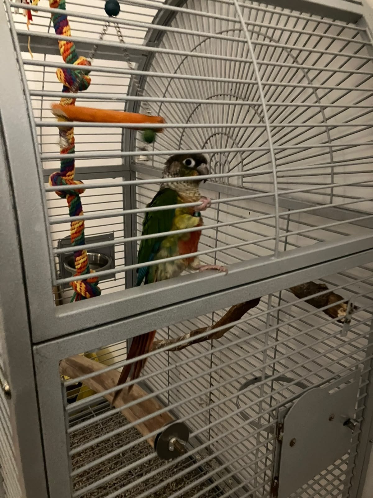 Pyrrhura, Dieren en Toebehoren, Mannelijk, Parkiet