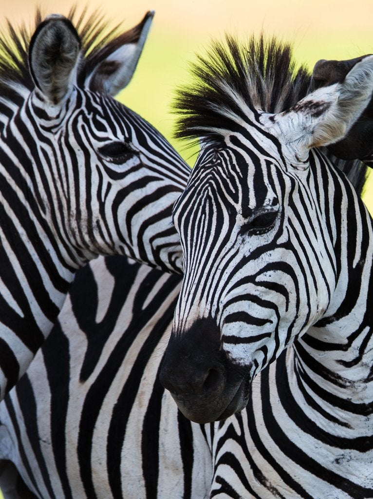 Zebra vlies fotobehang, Zebra vinyl behang *Muurdeco4kids, Ophalen of Verzenden, Fotobehang