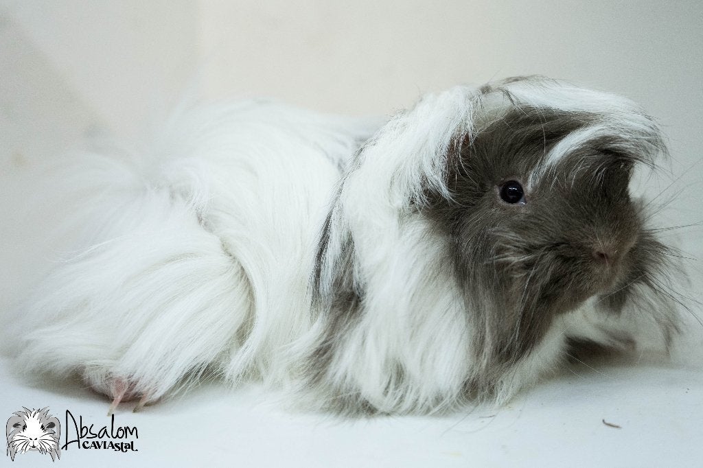 Choco magpie witte peruvian cavia california choco, Dieren en Toebehoren, Knaagdieren, Cavia, April, Mannelijk, Tam