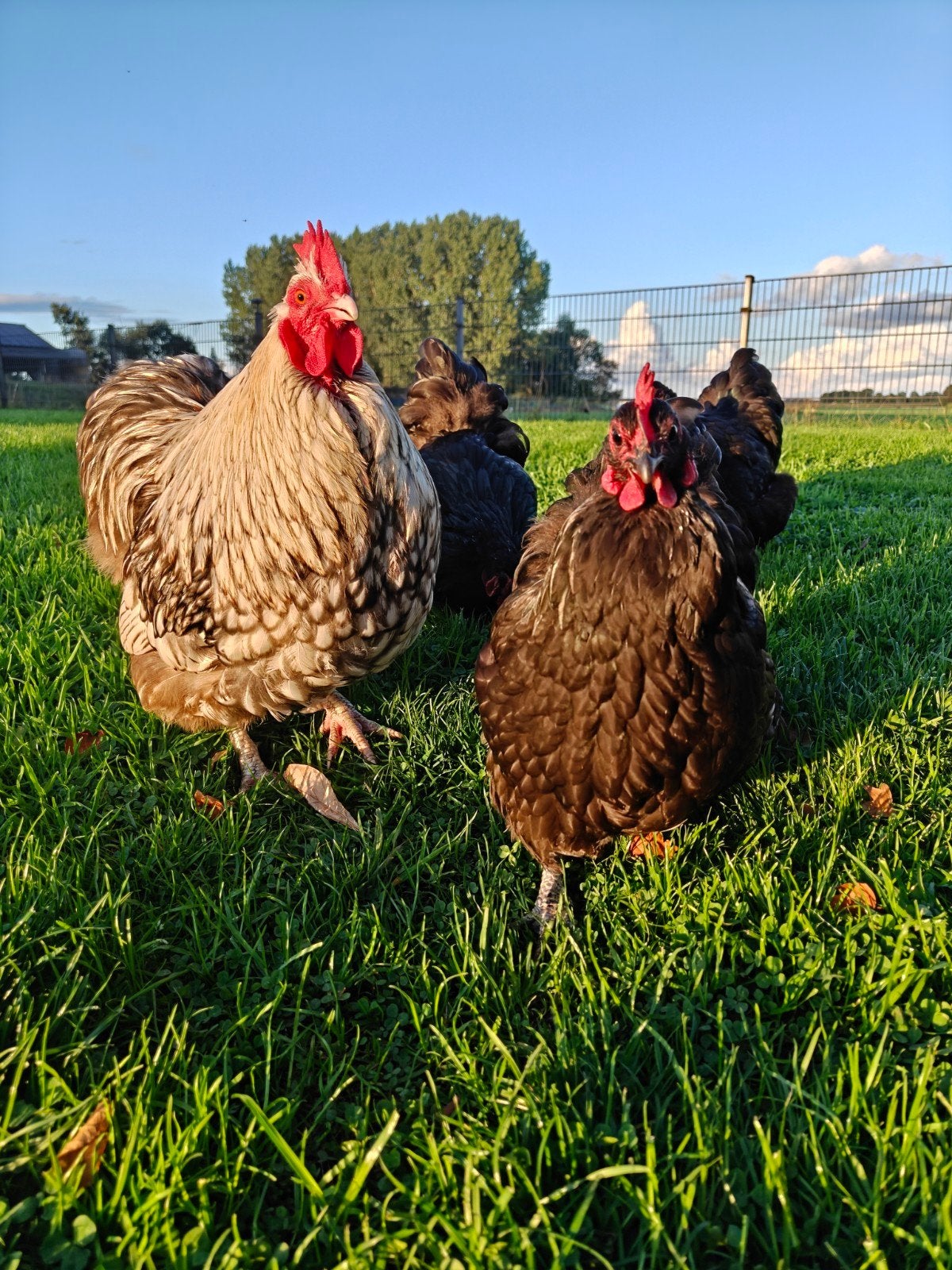 Orpington kriel, Dieren en Toebehoren, Meerdere dieren, Kip