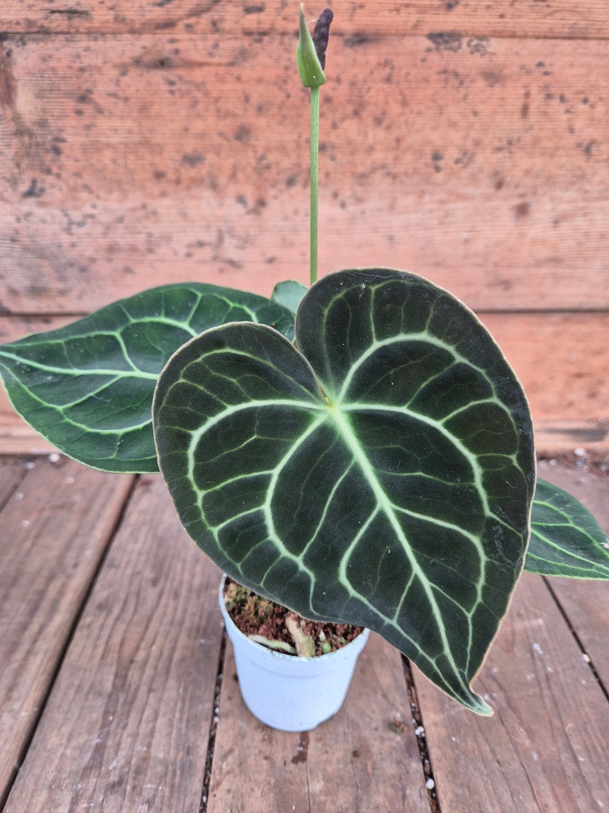Anthurium Clarinervium p7, meerdere vergelijkbare exemplaren, Ophalen of Verzenden, Halfschaduw, Minder dan 100 cm