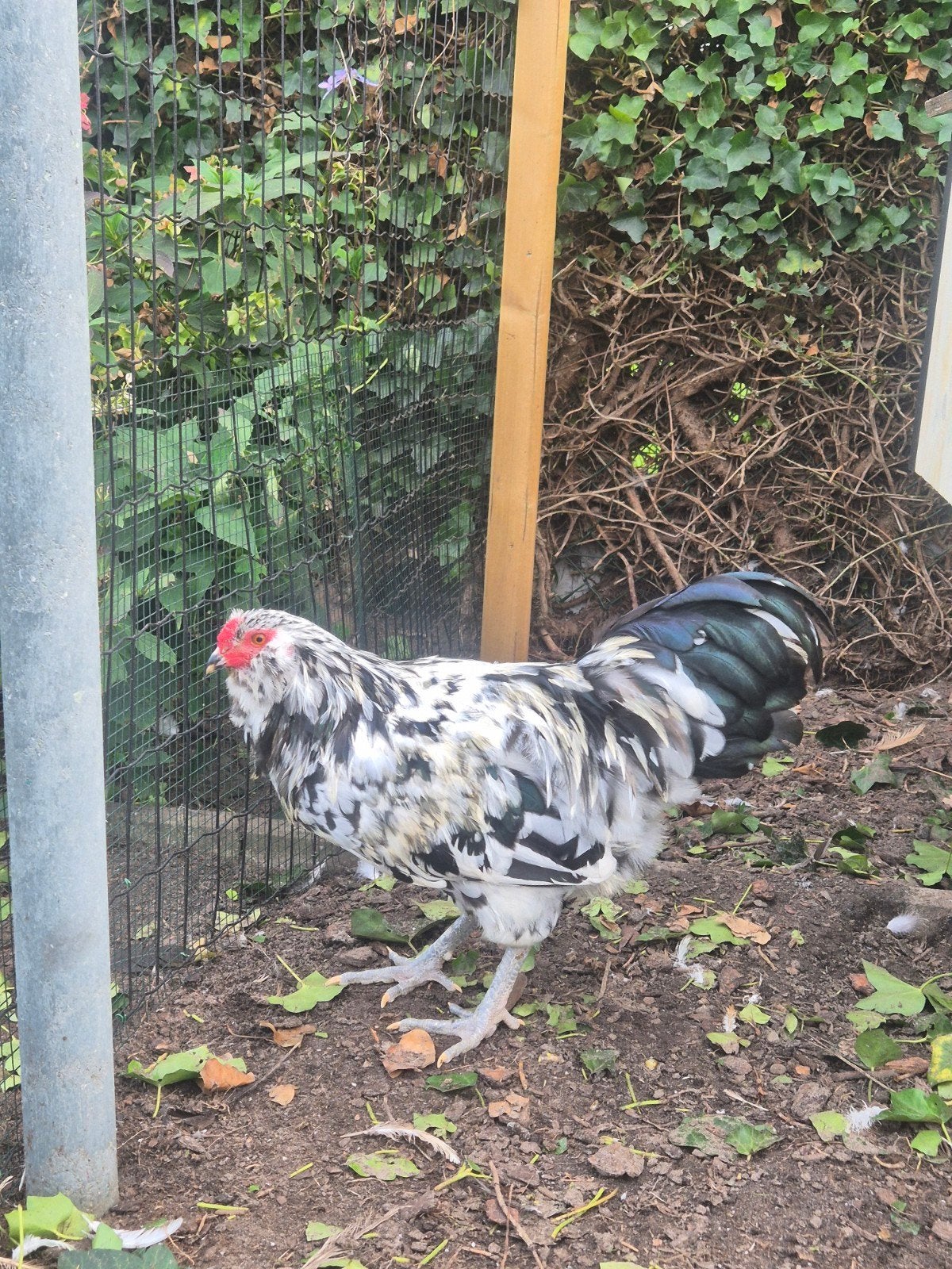 Ameraucana ermine haan, Dieren en Toebehoren, Mannelijk, Kip