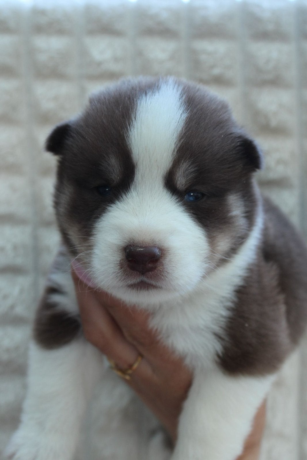 Bruine F4 Pomsky pups ter resevering (reutjes), 8 tot 15 weken, Poolhond, Parvo, Meerdere
