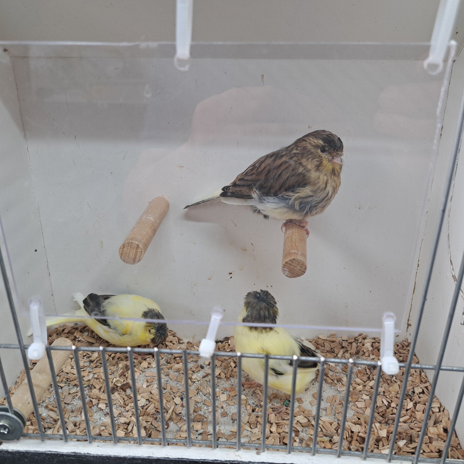 TE KOOP GEVRAAGD 2 GLOSTERS MANNEN, Dieren en Toebehoren