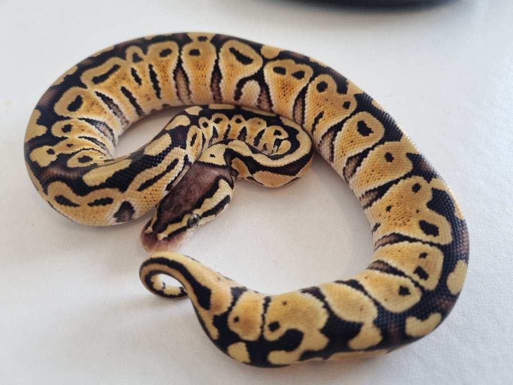 0.1 pastel special het clown koningspython python regius Ball Python - female for sale from Snakesnballoons