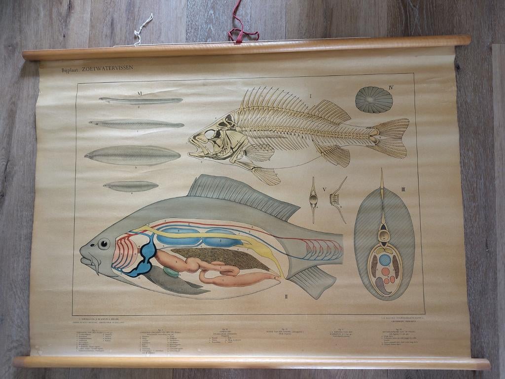 Vintage: oude biologie schoolplaat Zoetwatervissen., Antiek en Kunst, Antiek | Schoolplaten, Ophalen of Verzenden, Natuur en Biologie