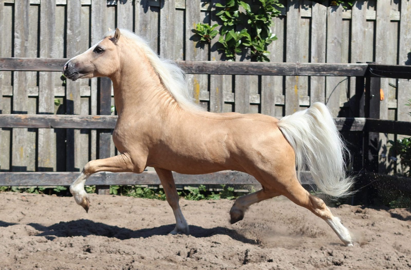 Prachtige vierjarige palomino Welsh A hengst, Dieren en Toebehoren, Pony's, Met stamboom, Hengst, 3 tot 6 jaar, B pony (1.17m tot 1.27m)