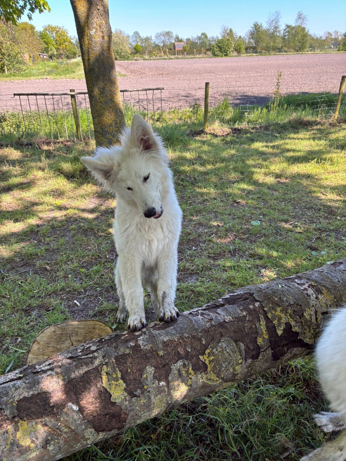 Witte herder, Dieren en Toebehoren, Honden | Herdershonden en Veedrijvers, 15 weken tot 1 jaar, Parvo, Eén hond, Nederland