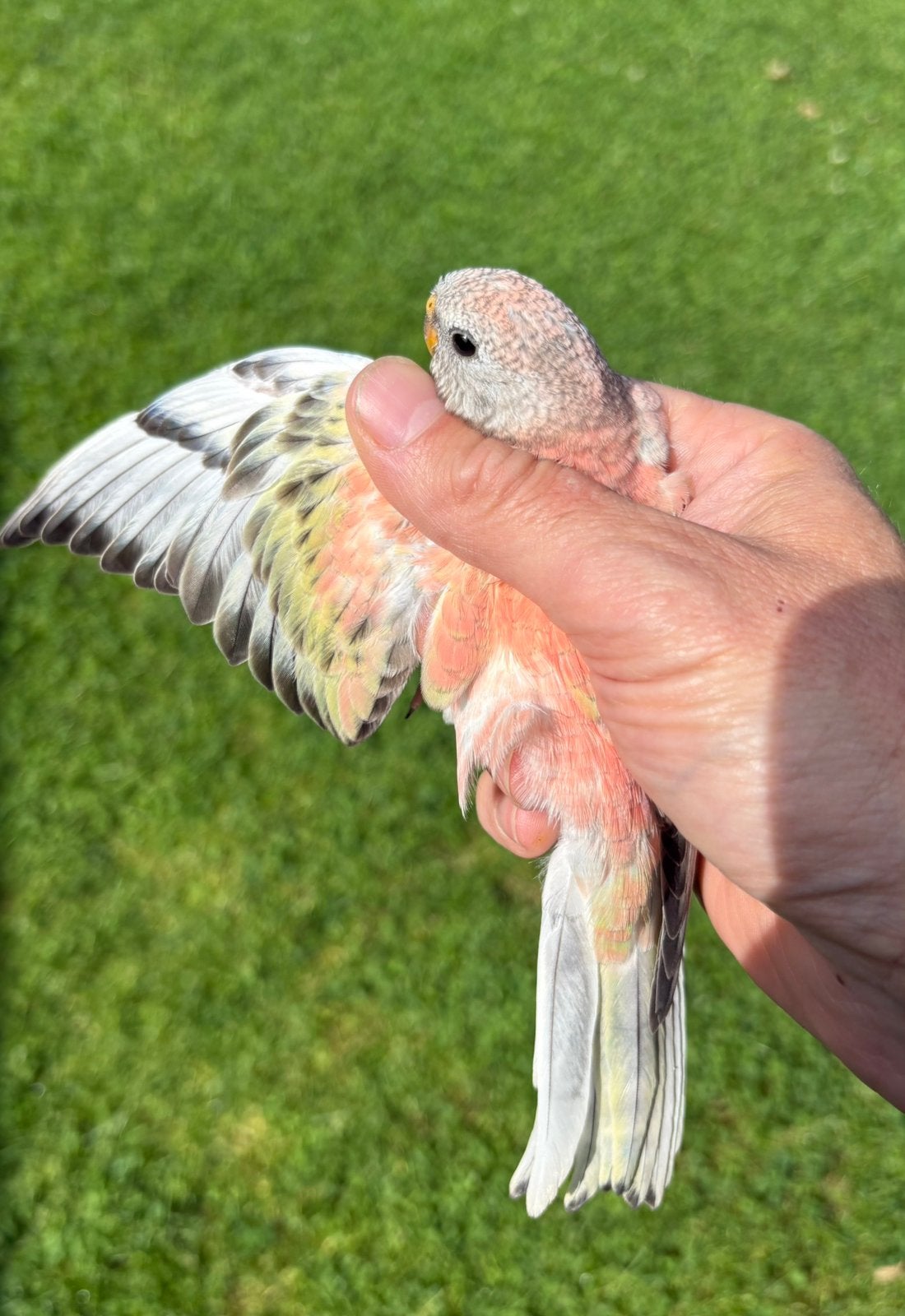 Bourke parkiet gezoomd, Dieren en Toebehoren, Vogels | Parkieten en Papegaaien, Vrouwelijk, Parkiet, Geringd