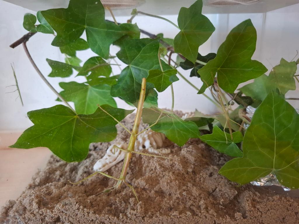 Wandelende takken psg 1, Dieren en Toebehoren, Insecten en Spinnen, Wandelende tak