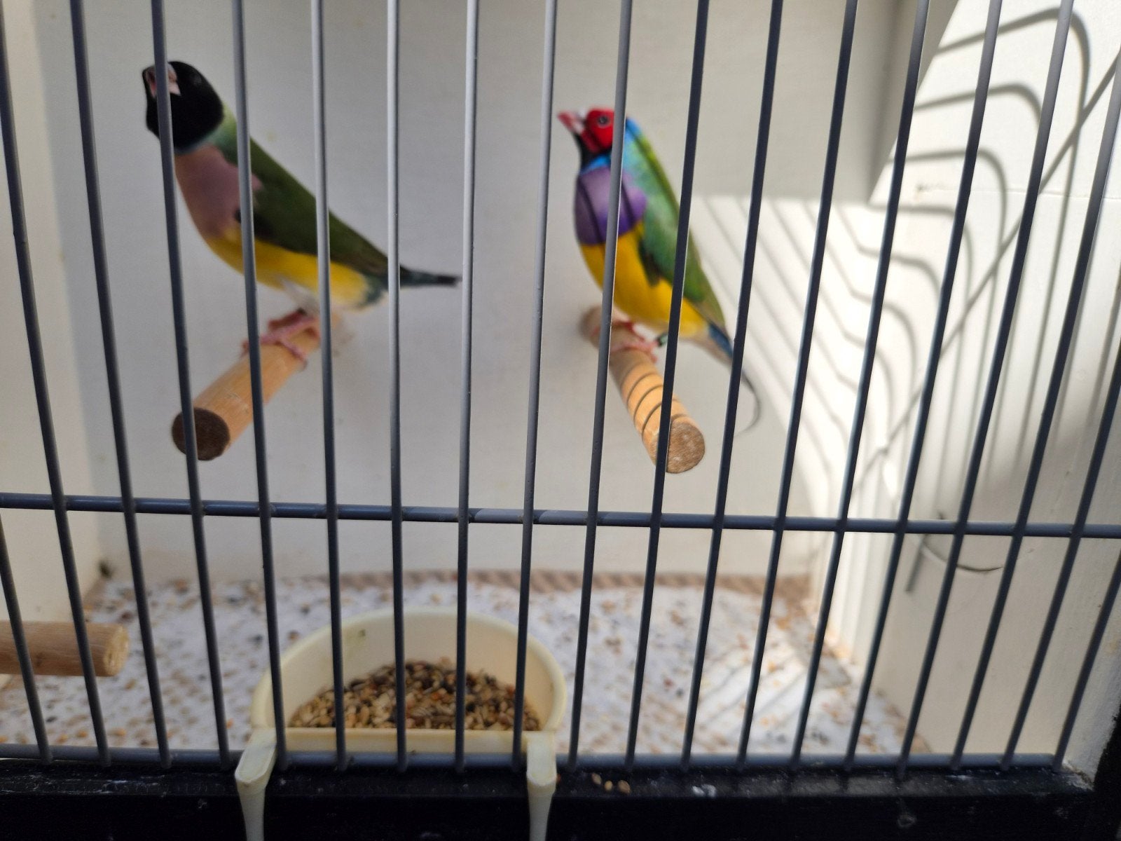 koppel gouldamadine, Meerdere dieren, Tropenvogel, Geringd