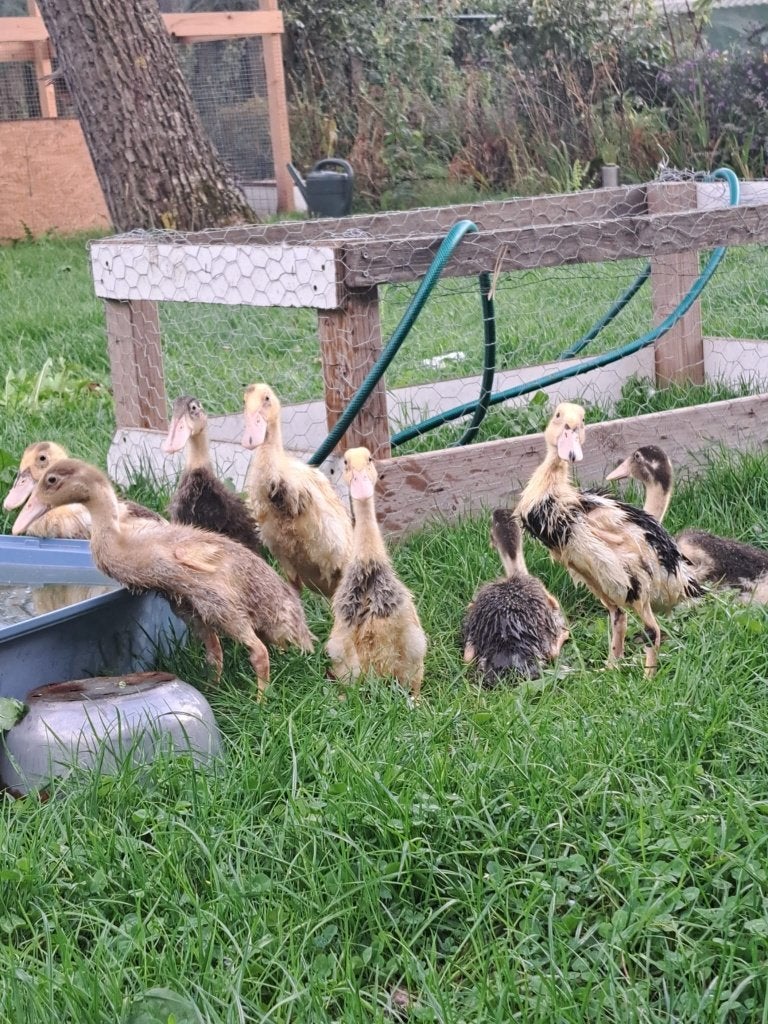 Loopeendjes, Meerdere dieren, Eend