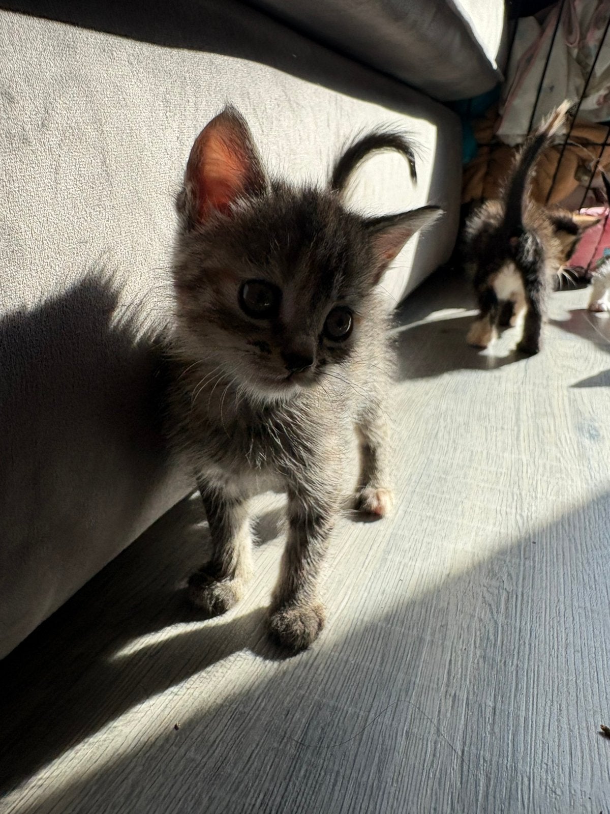 5 Kittens van 6 weken ( geen raskatten), Dieren en Toebehoren, Katten-accessoires, Ophalen of Verzenden, Nieuw