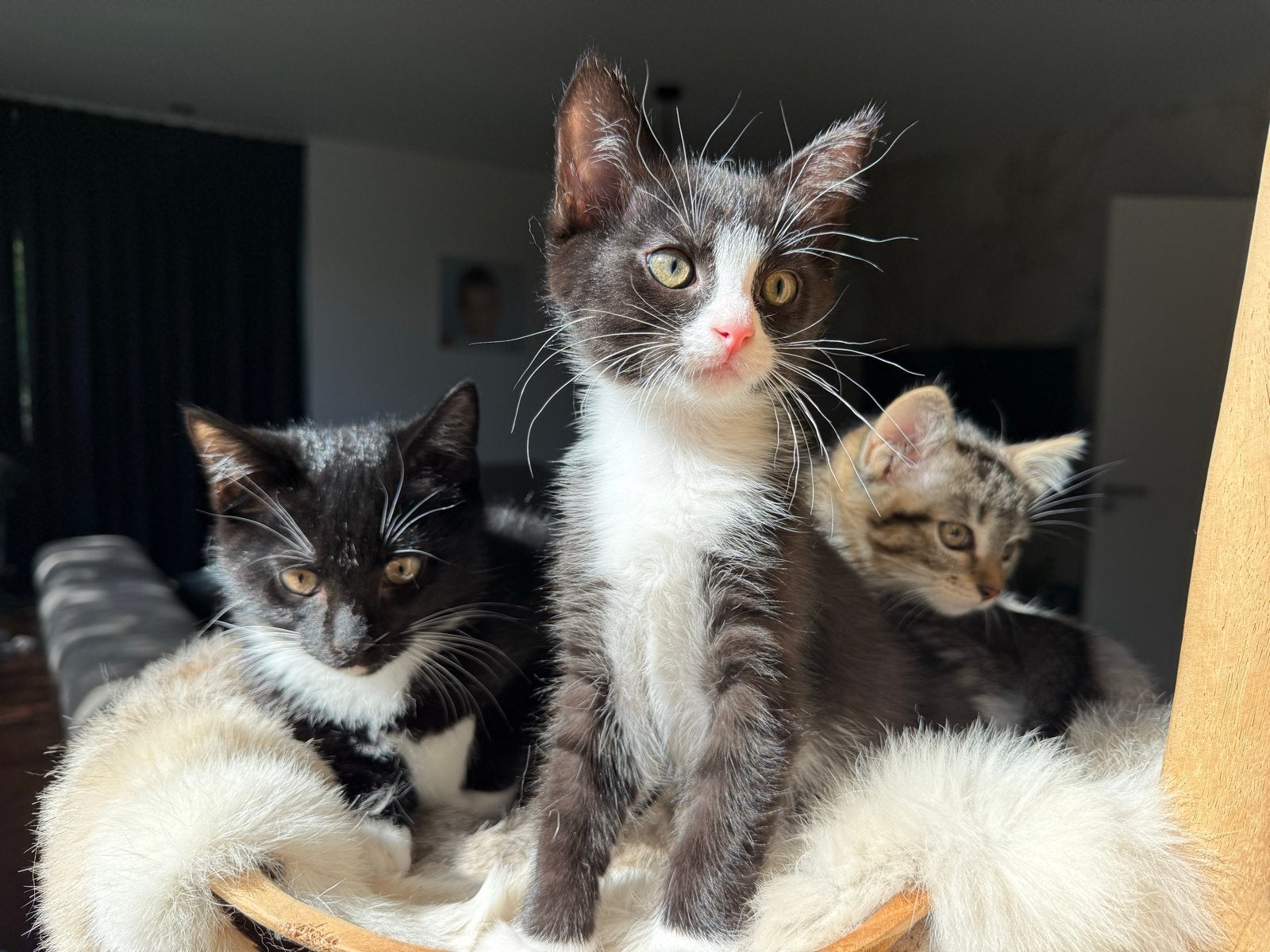 Ragdoll kittens kruising