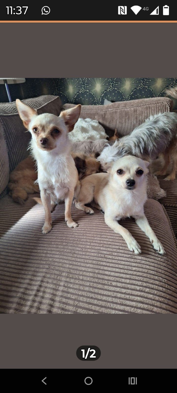 2 lieve x chihuahua's, 1 tot 2 jaar, Meerdere, Meerdere dieren, Chihuahua