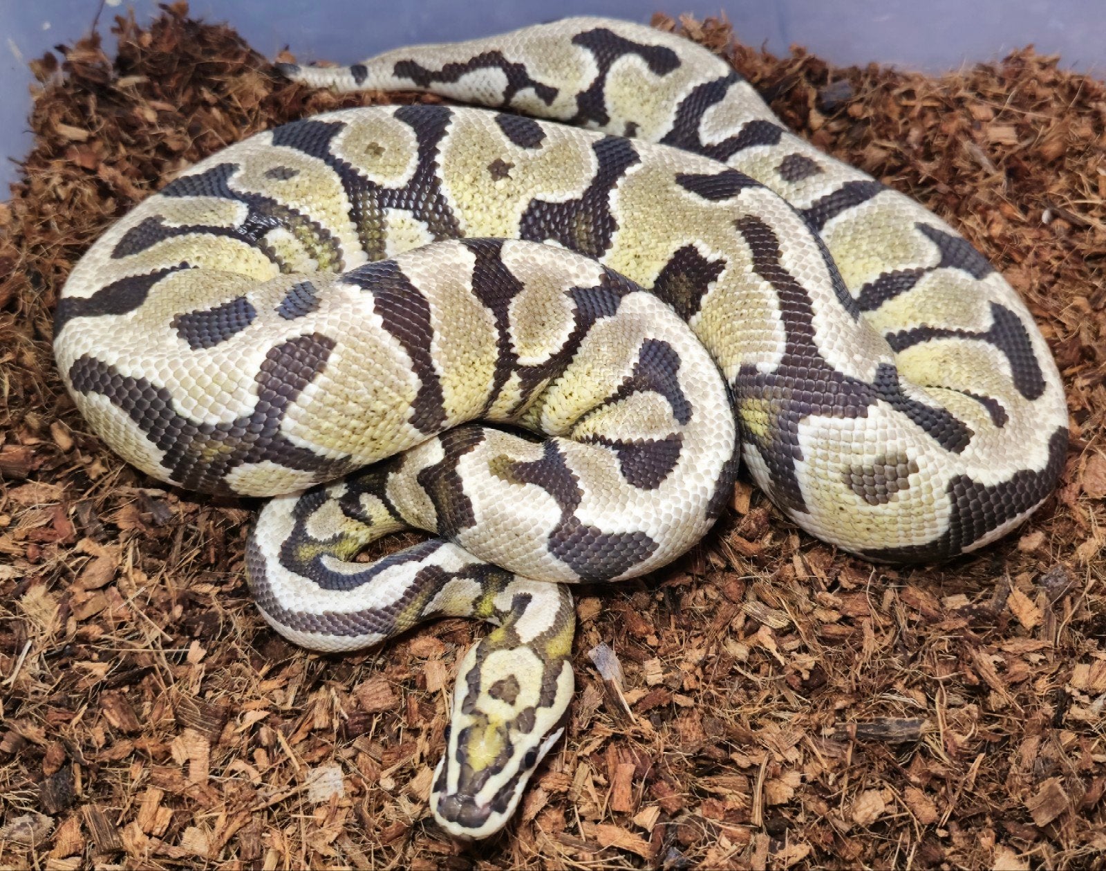 1.0 Spotnose Fire het. Clown, Slang, 0 tot 2 jaar