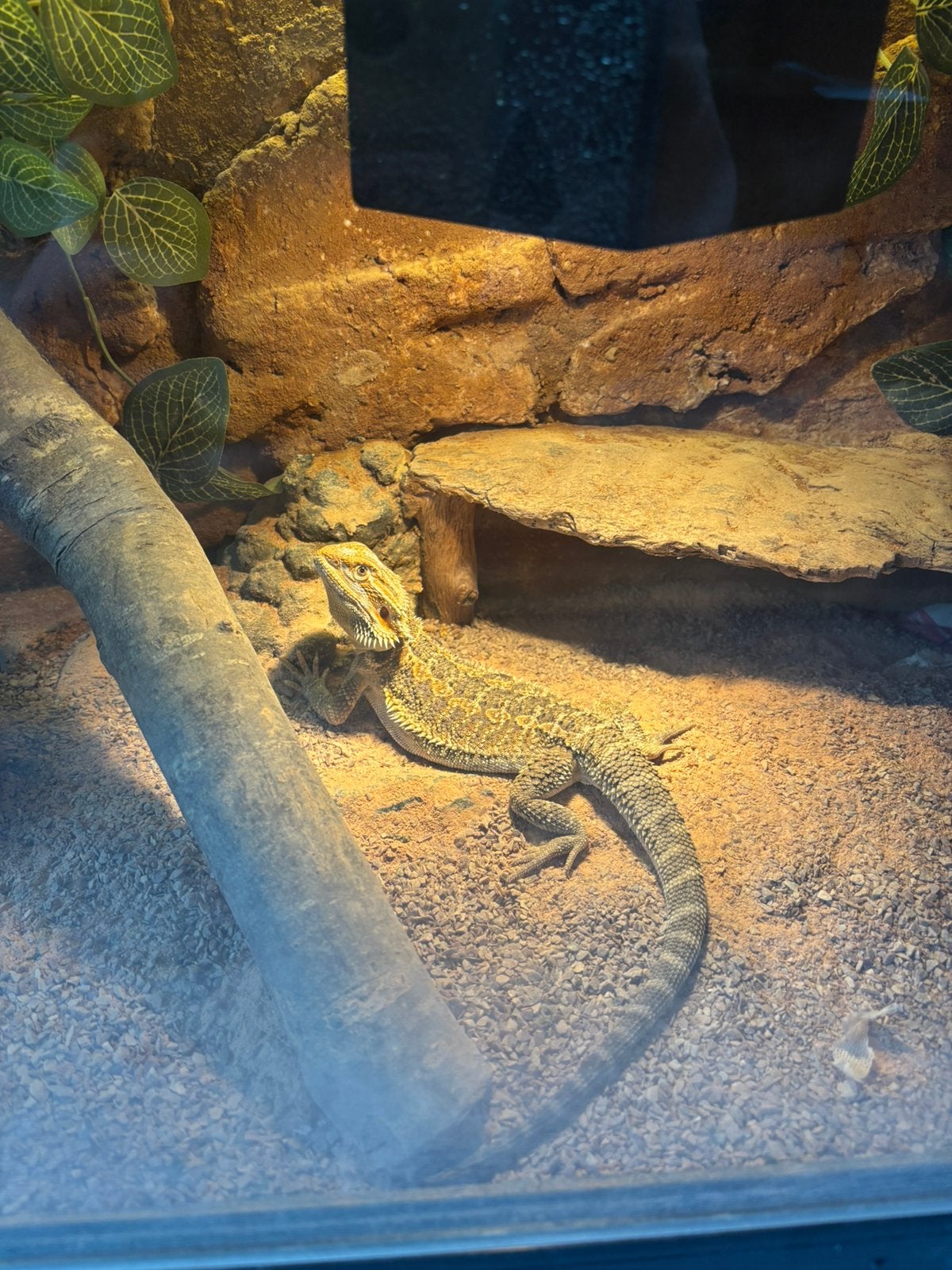 Jonge baardagaam met of zonder terrarium, Hagedis, Tam, 0 tot 2 jaar