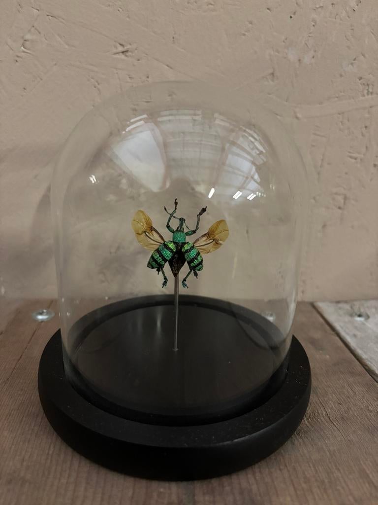 Mooi stolpje met een snuitkever/blauw-groene kever!, Ophalen of Verzenden, Nieuw, Insect, Opgezet dier