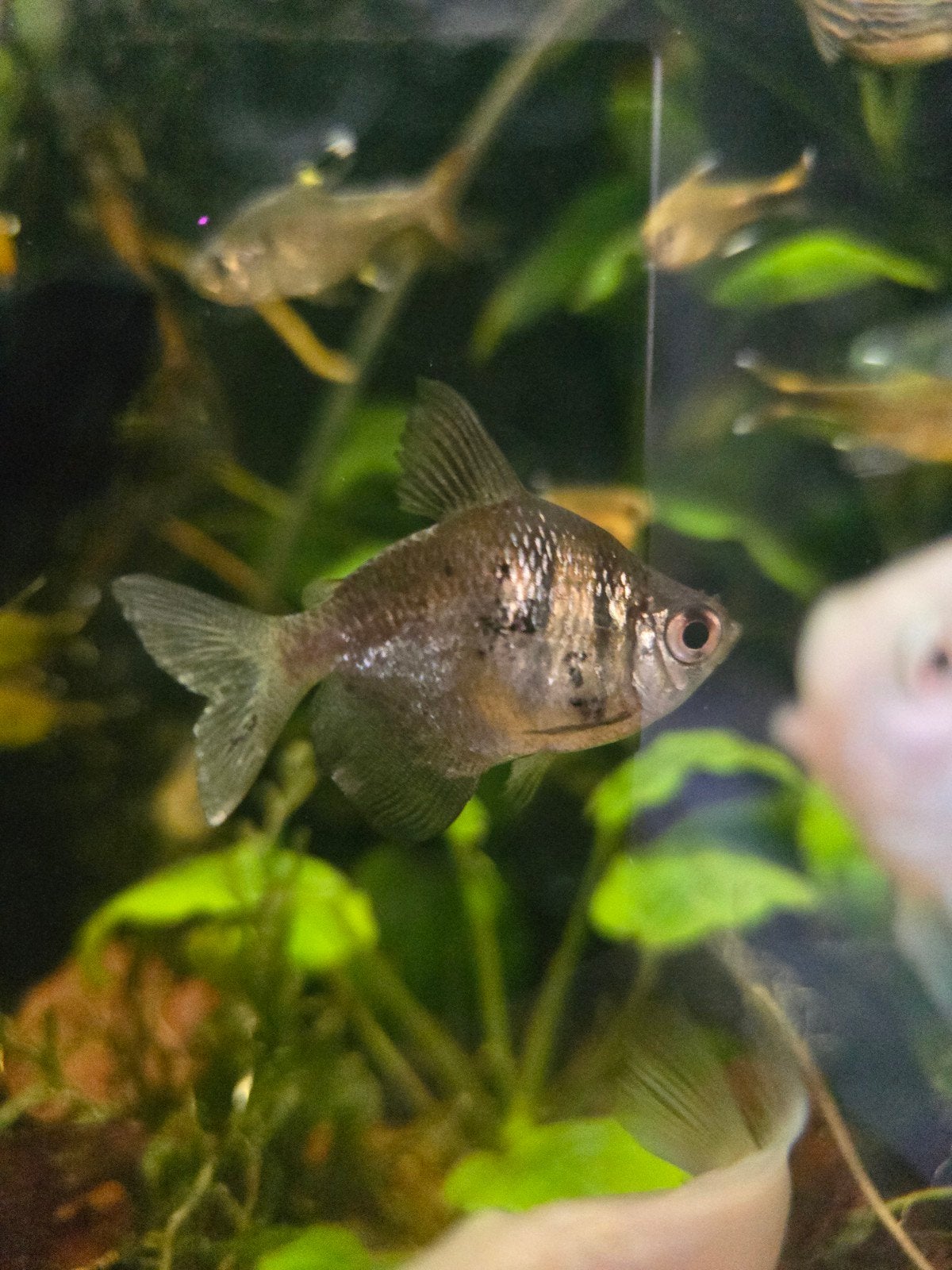 rouw tetra €0,99, Vis