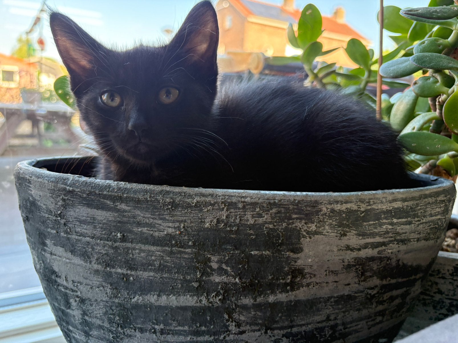 Zwarte kitten poesje (kruising siamees), Dieren en Toebehoren, Katten en Kittens | Overige Katten, Meerdere dieren