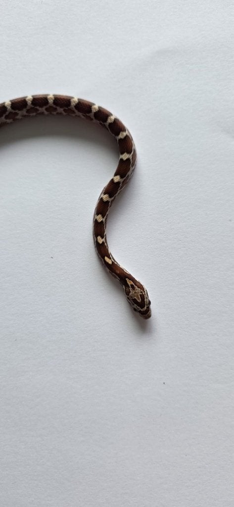 Prachtige Baby Rattenslangen (Met Bloodred-genetica) Rat Snake photo 3