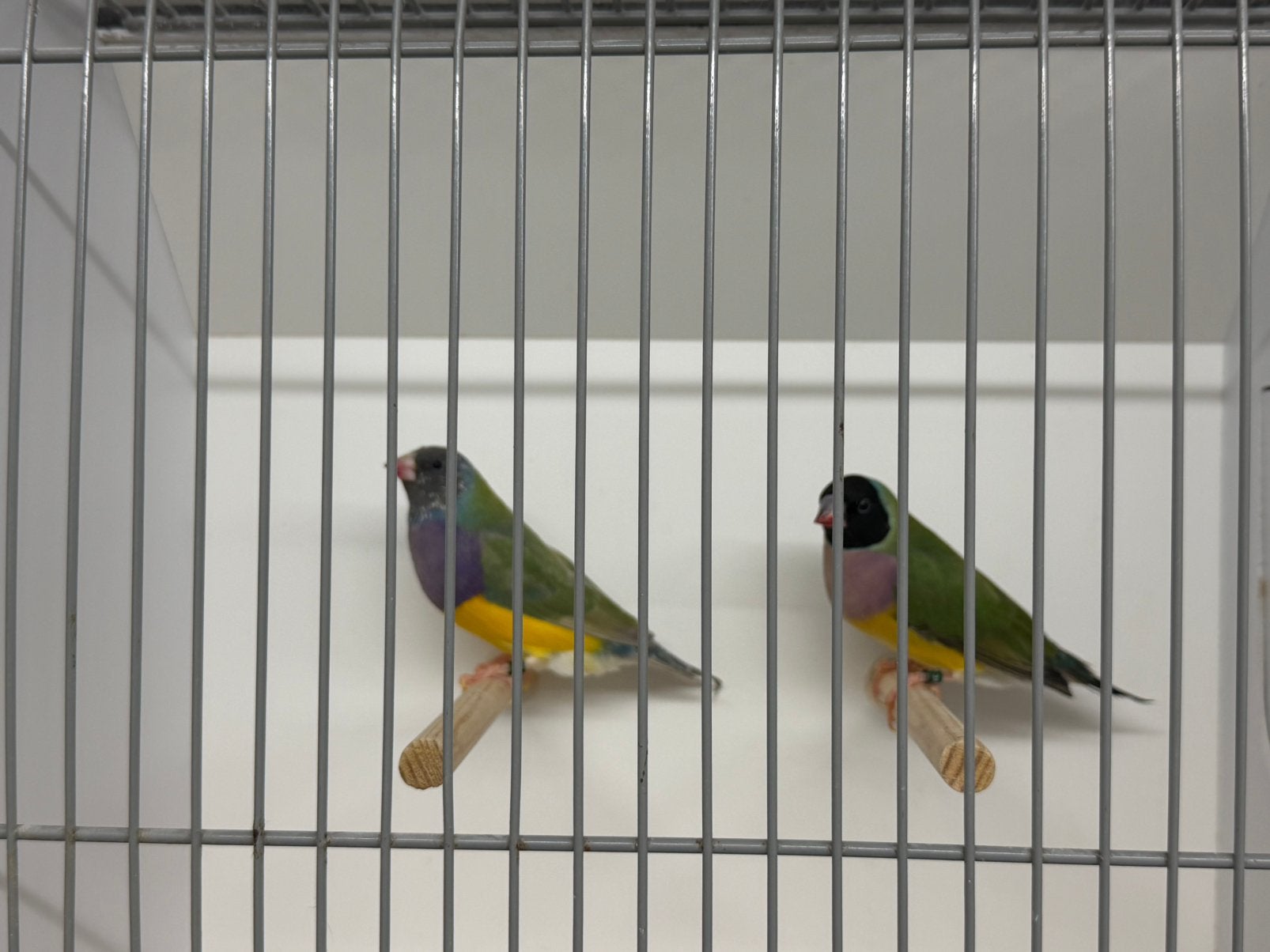 Gouldamadine/goulds, Dieren en Toebehoren, Vogels | Overige Vogels, Meerdere dieren, Tropenvogel, Geringd