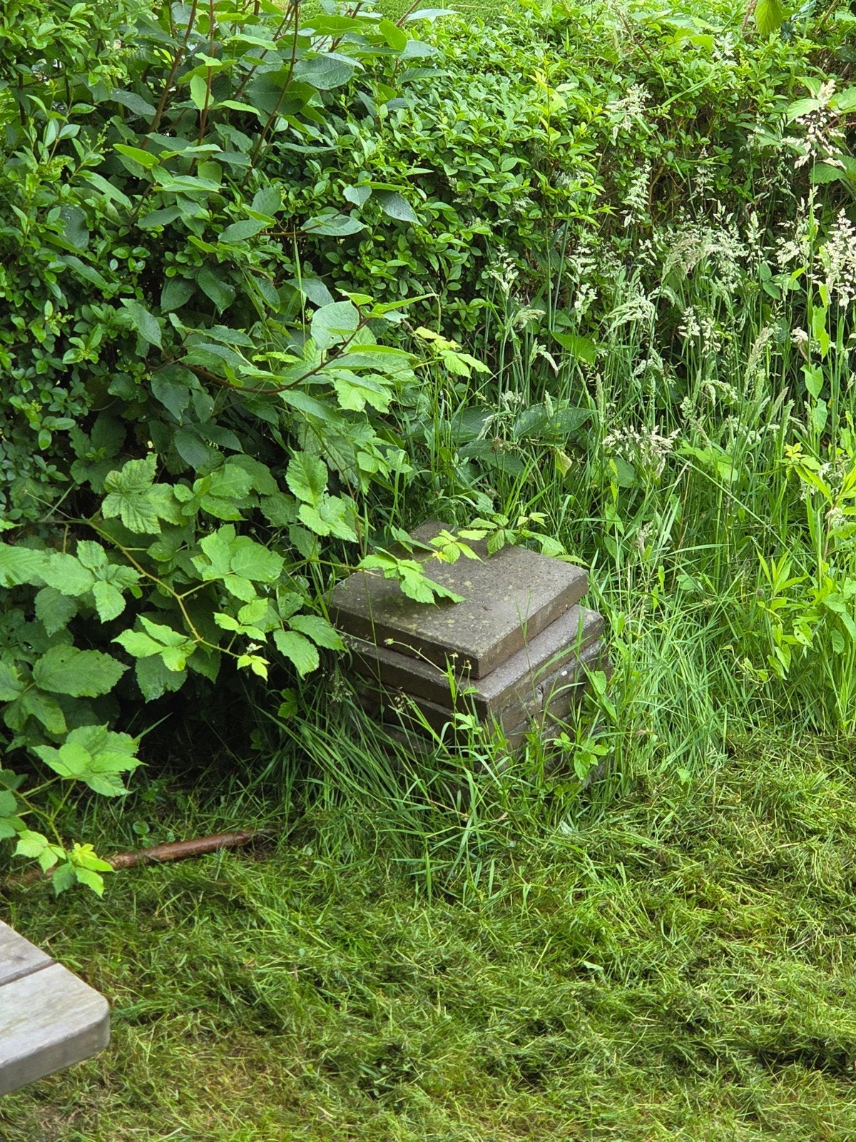 Stoeptegel, Tuin en Terras, Planten | Struiken en Hagen, Ophalen, Overige soorten, Minder dan 100 cm