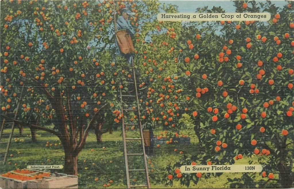 381-472-009 Florida Harvesting a Golden crop of Oranges, Verzenden, Voor 1920, Overig Europa