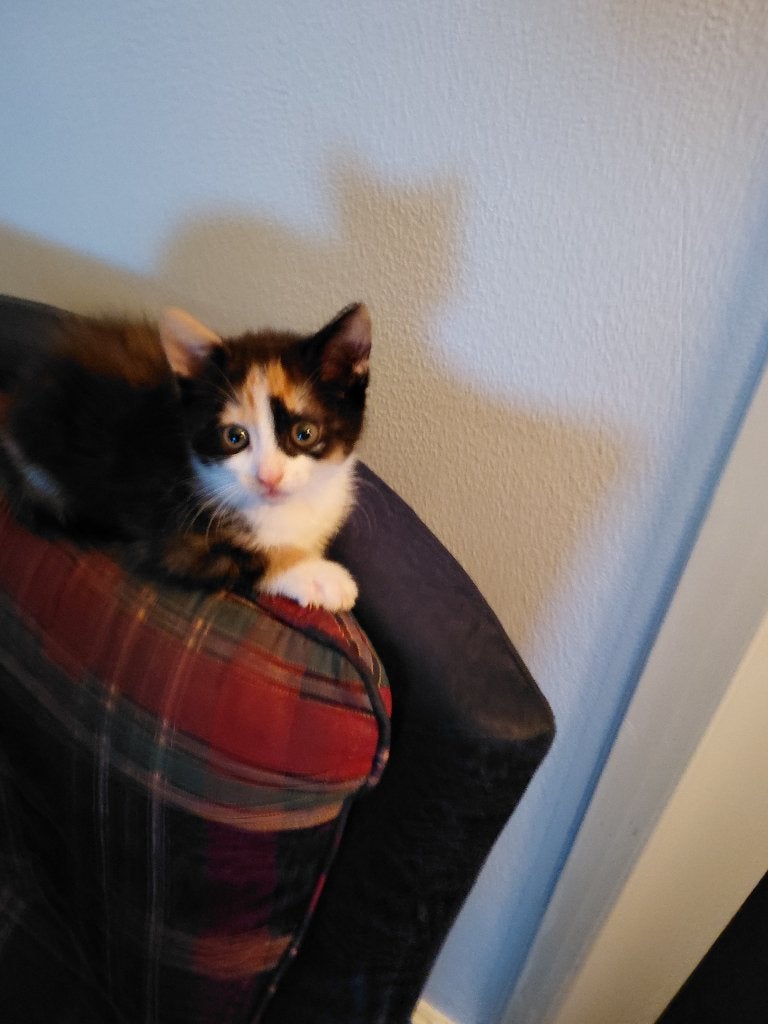 lapjes/schildpad poesje, Dieren en Toebehoren, Katten en Kittens | Overige Katten, Poes, Kortharig, 0 tot 2 jaar