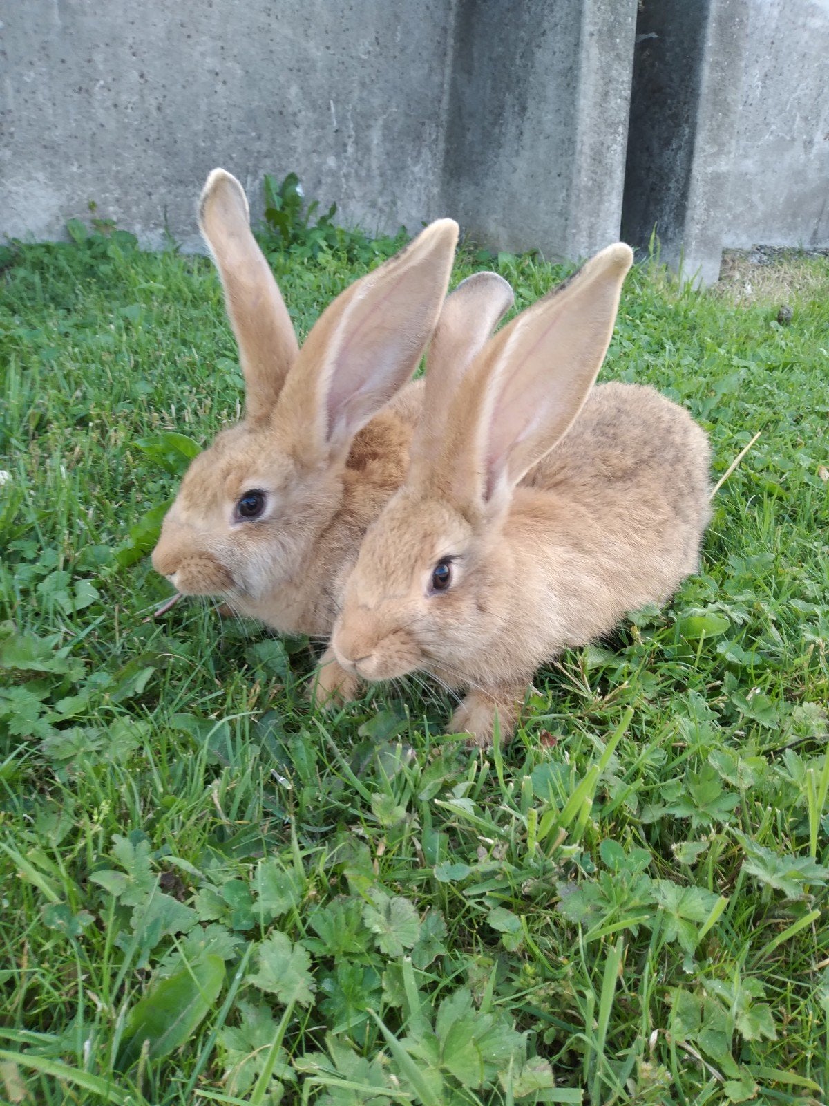 2 jonge vlaamse reuzen, Dieren en Toebehoren, Konijnen, Meerdere dieren, Groot