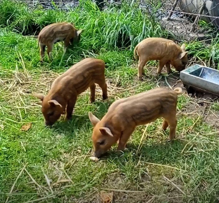 Hongaars Mangalica Wolvarken biggen, Meerdere dieren, Varken, 0 tot 2 jaar
