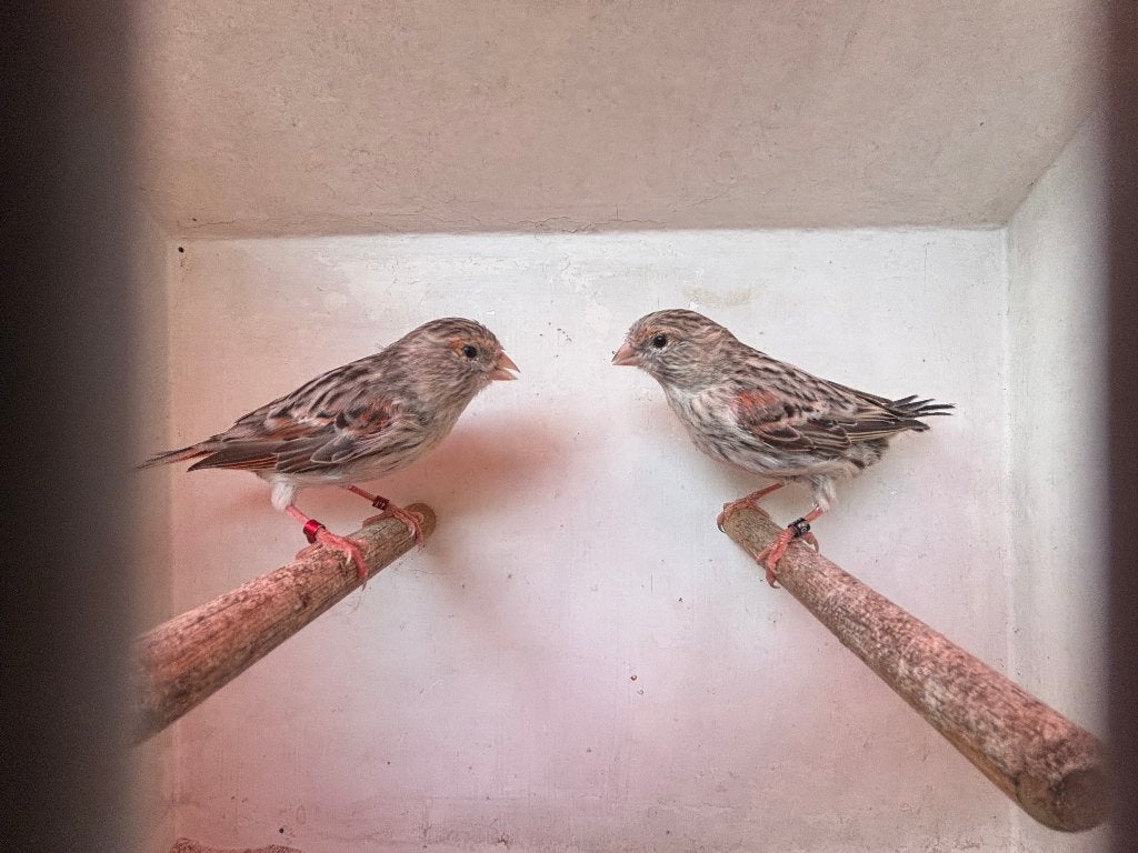 Rood Agaat Mozaïek kanaries, Dieren en Toebehoren, Vrouwelijk, Kleurkanarie