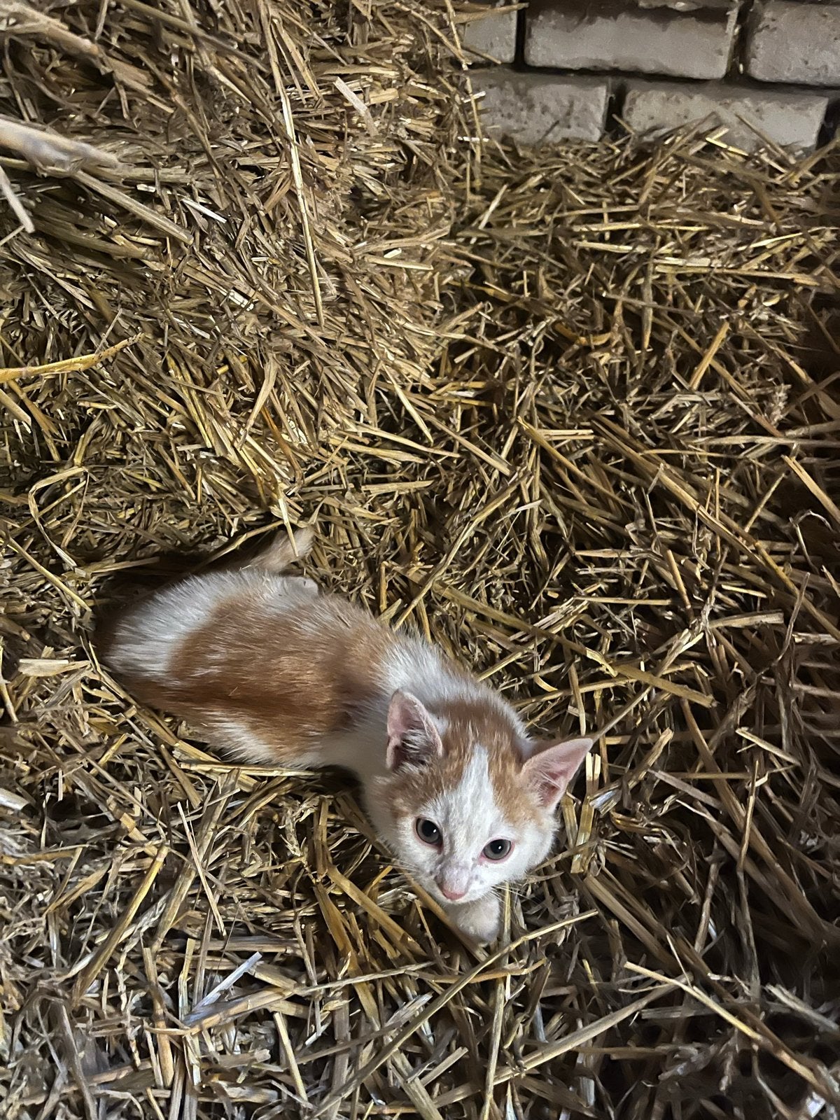 Boerderij kittens, Kater, 0 tot 2 jaar