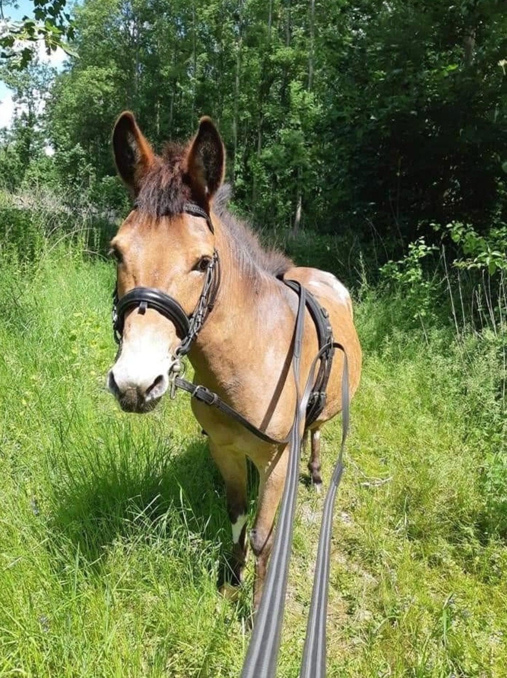 gezocht verzorger muildier, Ophalen of Verzenden, Nieuw