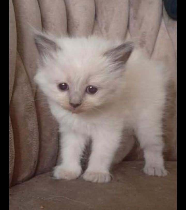 volle 100% ragdoll kittens sealpoint/bluepoint, Meerdere dieren, Ontwormd