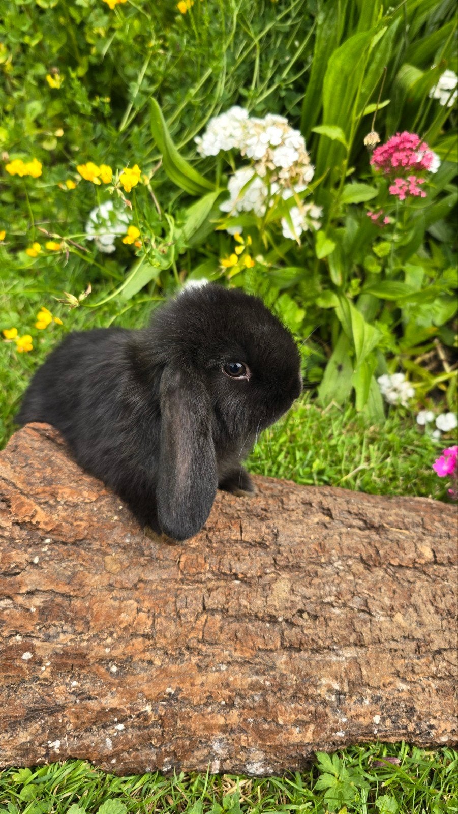 Minilop konijntje beschikbaar., Dieren en Toebehoren, Konijnen, Mannelijk, Dwerg