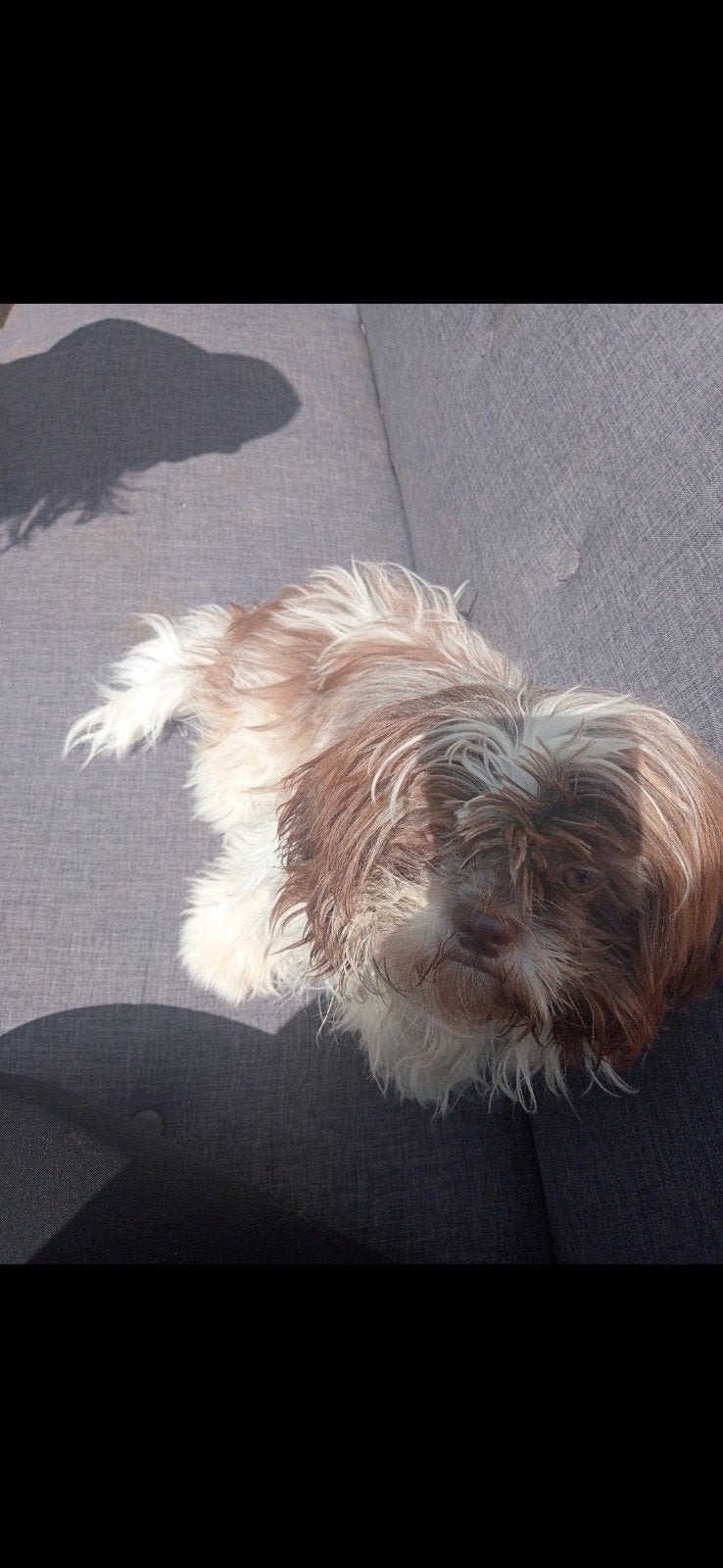 verwacht een nestje in oktober shih tzu pups, Overige rassen, 8 tot 15 weken, Meerdere, Meerdere dieren