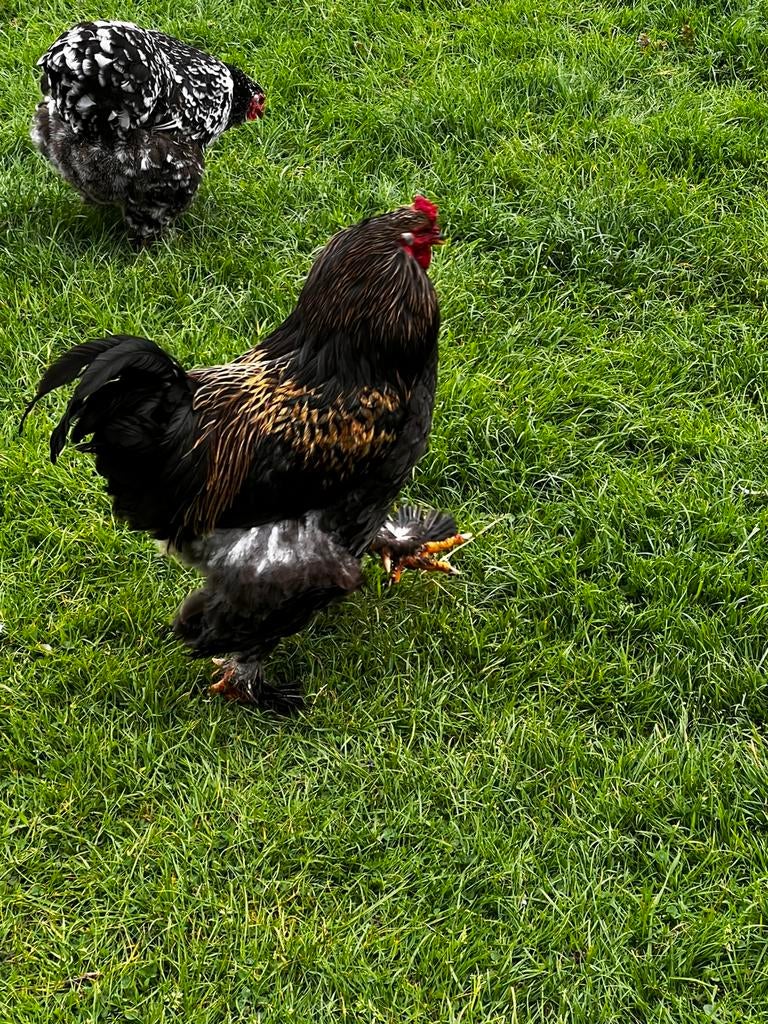 Hele mooie grote Brahma haan, Dieren en Toebehoren, Pluimvee, Mannelijk, Kip
