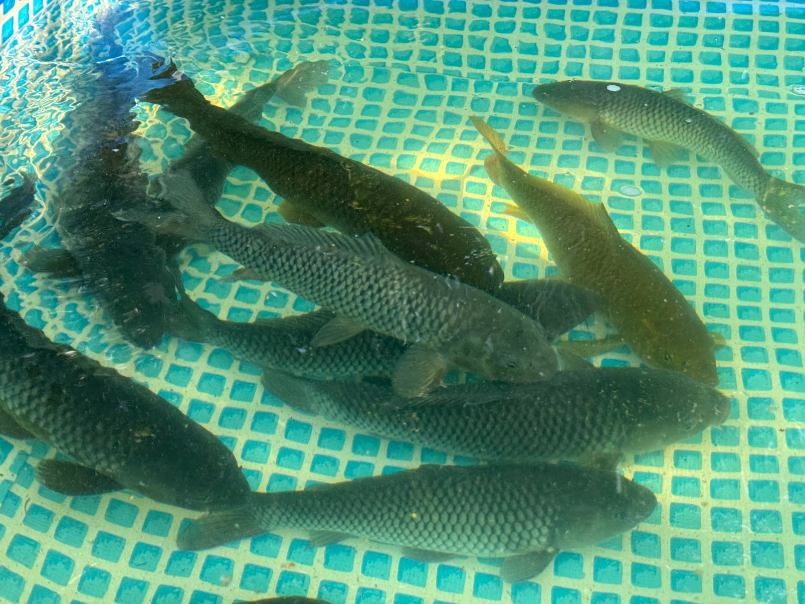 11 donkere koi’s 30 - 45 cm, Karper of Koi