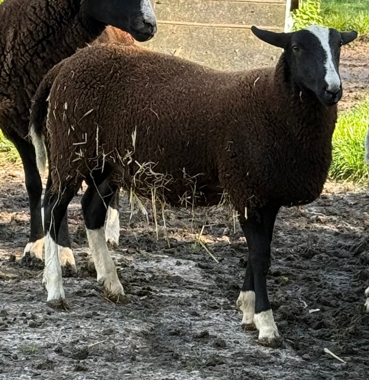 Zwart bles ram, Mannelijk, Schaap