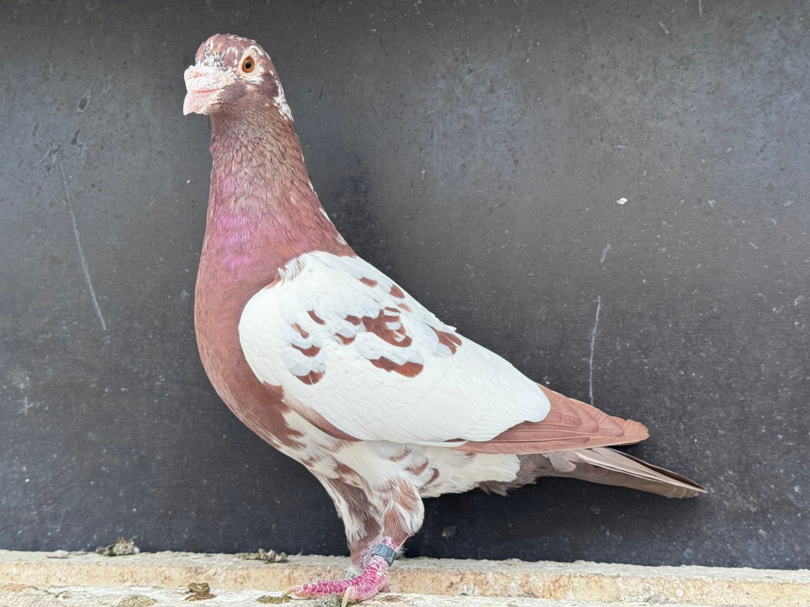 Choco postduif doffer, Dieren en Toebehoren, Vogels | Duiven, Mannelijk, Postduif