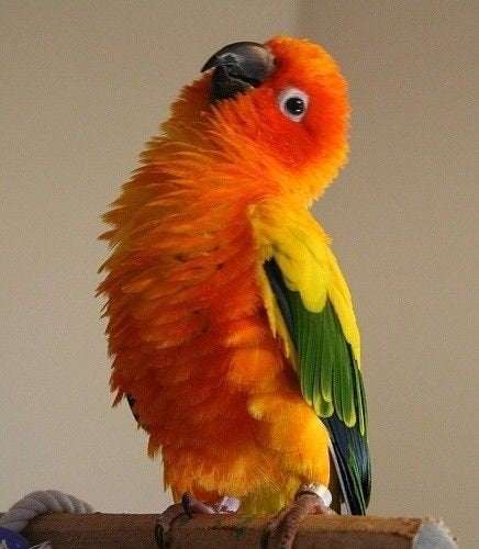 Gezocht: jonge, lieve en supertamme papegaai (Man) max €200, Dieren en Toebehoren, Meerdere dieren, Papegaai, Pratend