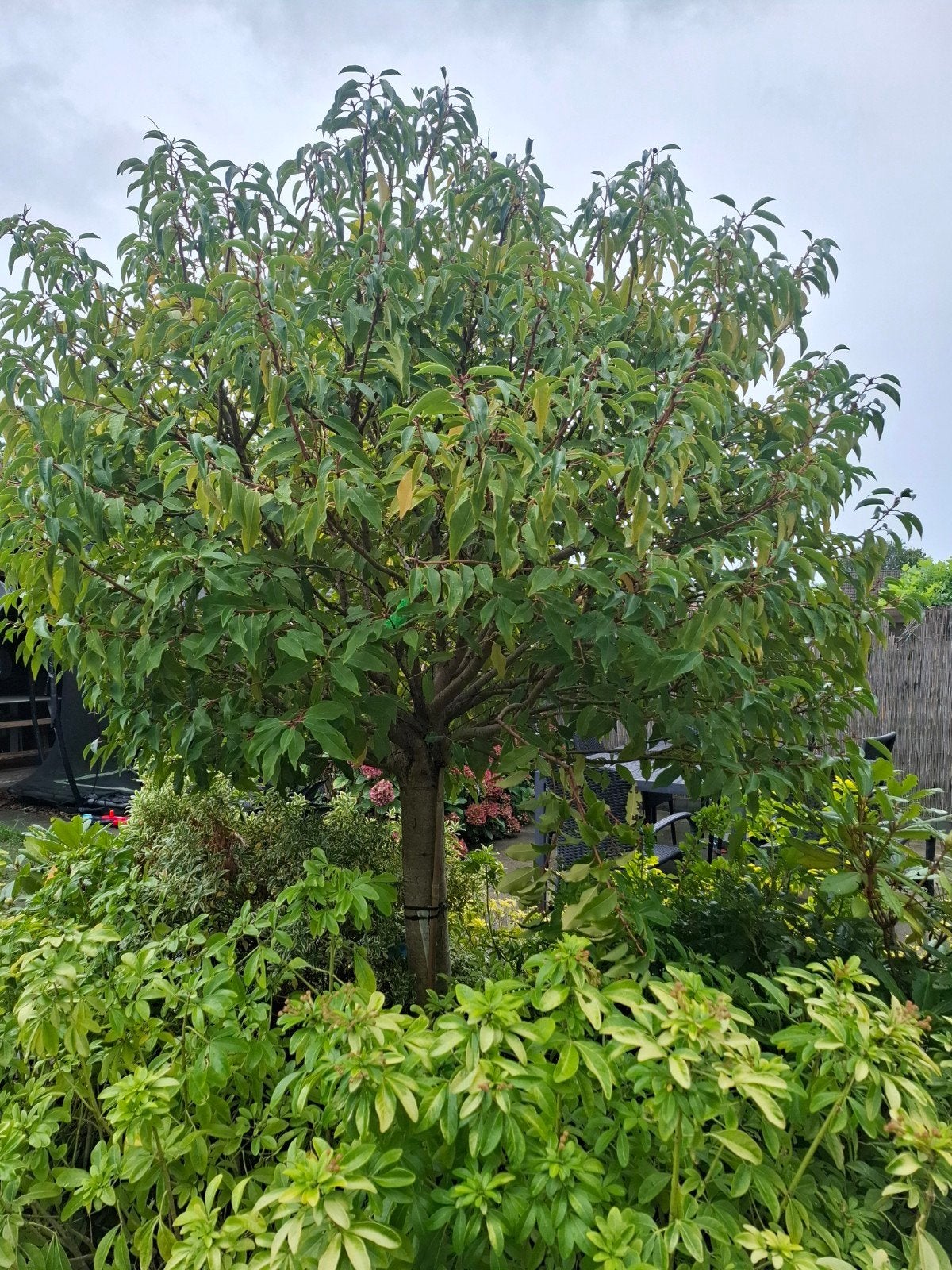 Gratis planten en boompje uit border - zelf uithalen, Tuin en Terras, Ophalen, Vaste plant, Overige soorten