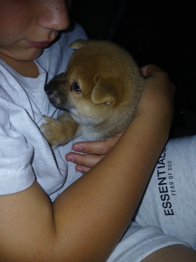 Shiba inu pups nog 1 teefje, Dieren en Toebehoren, 8 tot 15 weken, Teef, Poolhond, Eén hond