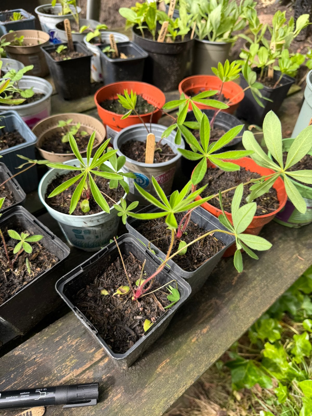 Mooie biologische lupine plantjes, Ophalen, Tweejarig, Klimplanten, Volle zon