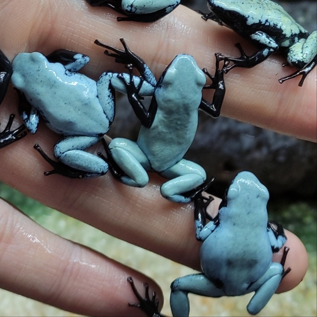 Adelphobates galactonotus 'Blauw'