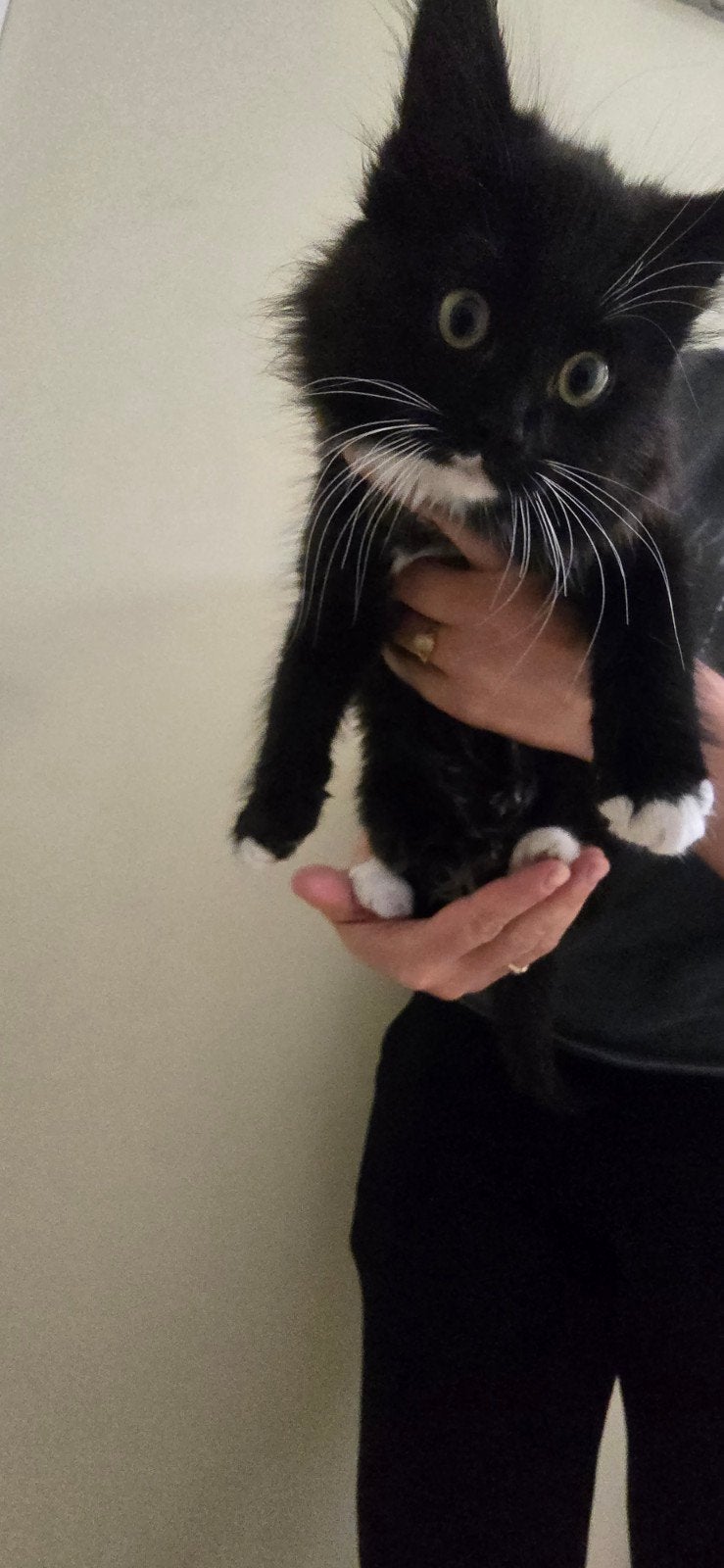 Maine coon x Europese korthaar, Dieren en Toebehoren, Poes, Langharig, 0 tot 2 jaar